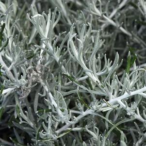 Helichrysum italicum 'Silver Threads'