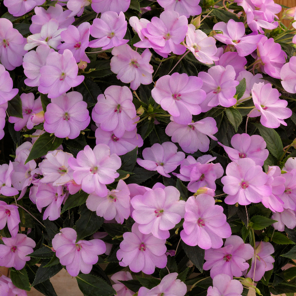 SunPatiens hybrida 'Vigorous Orchid'