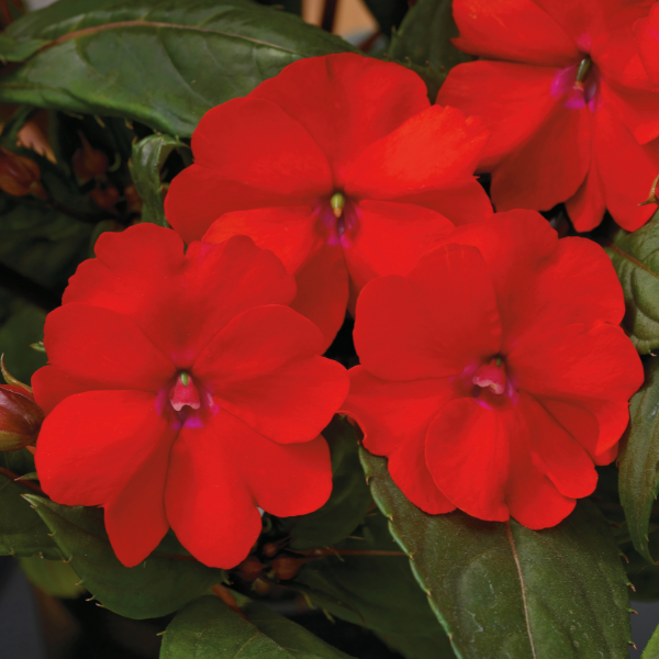 SunPatiens hybrida 'Vigorous Red'