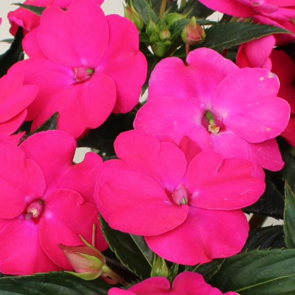 SunPatiens hybrida 'Vigorous Rose Pink'