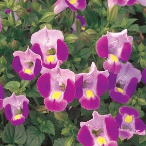 Torenia hybrida 'Catalina Pink'