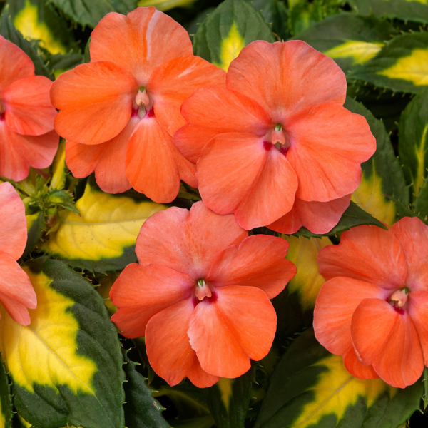 SunPatiens hybrida 'Vigorous Tropical Salmon'