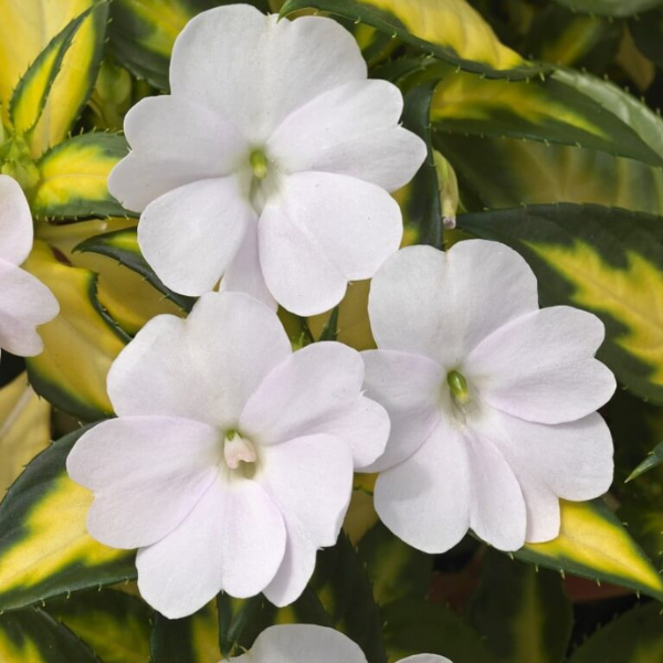 SunPatiens hybrida 'Vigorous Tropical White'