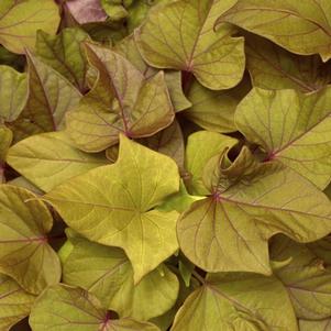 Ipomoea batatas 'Sidekick Heart Bronze'