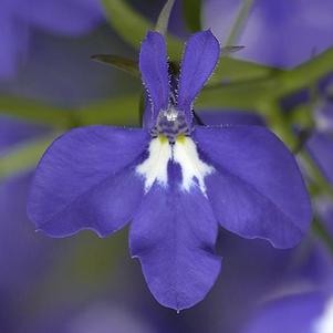 Lobelia erinus 'Techno Heat Upright Colbalt Blue'