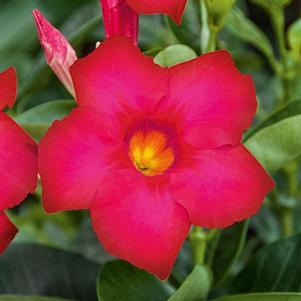 Mandevilla hybrida 'Bella Hot Pink'