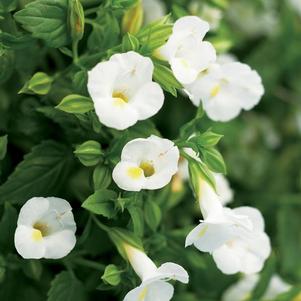 Torenia hybrida 'Catalina White Linen'