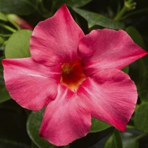 Mandevilla hybrida 'Madinia Coral Pink'