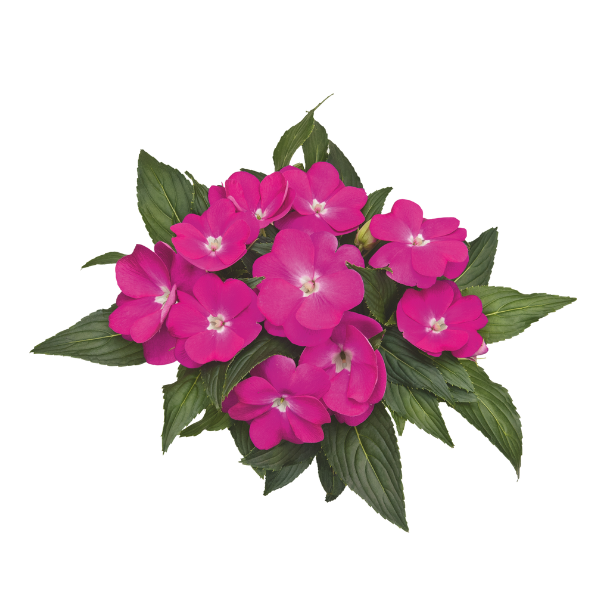 New Guinea impatiens hawkerii 'Paradise Dark Lavender'