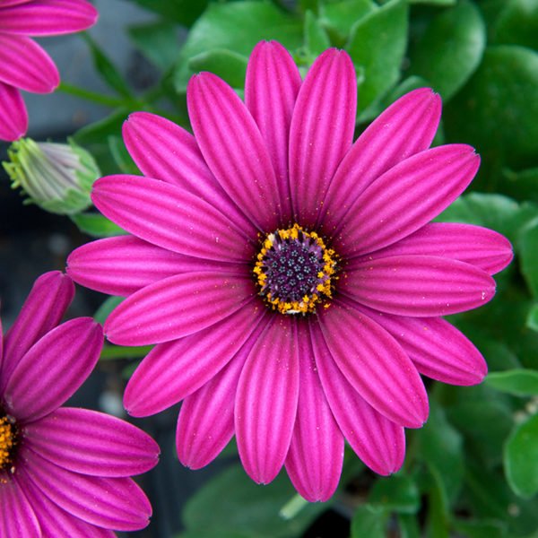 Osteospermum ecklonis 'Flower Power Compact Purple'