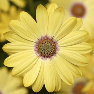 Osteospermum ecklonis 'Tradewinds Lemon Zest'