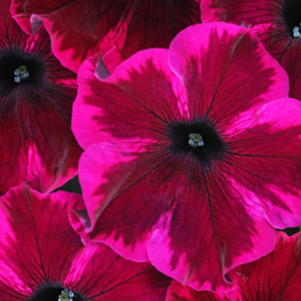 Petunia hybrida 'Crazytunia Cosmic Purple'