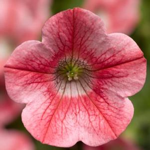 Petunia hybrida 'Dekko Star Coral'