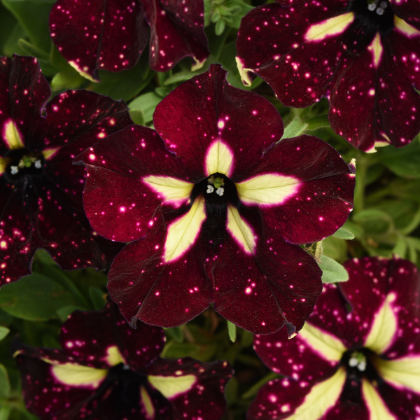 Petunia hybrida 'Headliner Starry Sky Burgundy'