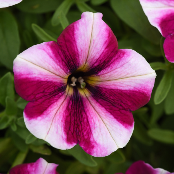 Petunia hybrida 'Starlet Magenta Star'