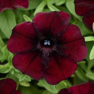 Petunia hybrida 'Starlet Pinot Red'