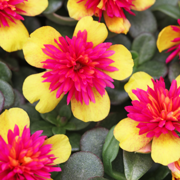 Portulaca oleracea 'Colorblast Double Guava'