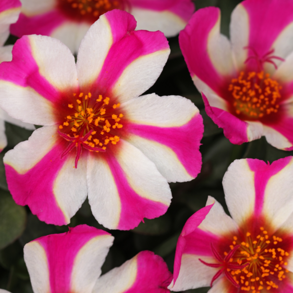 Purslane