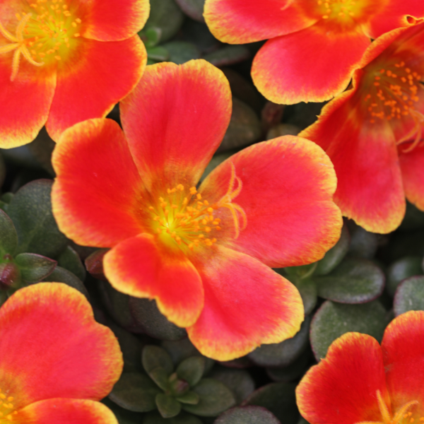 Portulaca oleracea 'SeaGlass Rum Punch'
