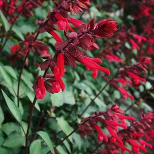 Salvia cultivars 'Skyscraper Dark Purple'