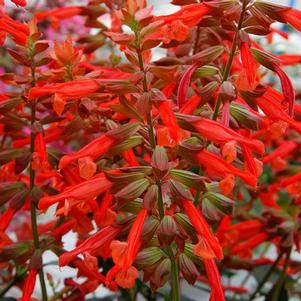 Salvia cultivars 'Skyscraper Orange'