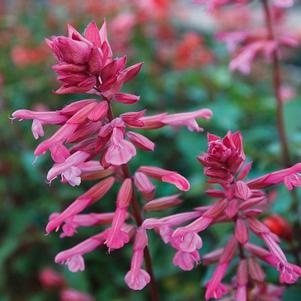 Salvia cultivars 'Skyscraper 'Pink''