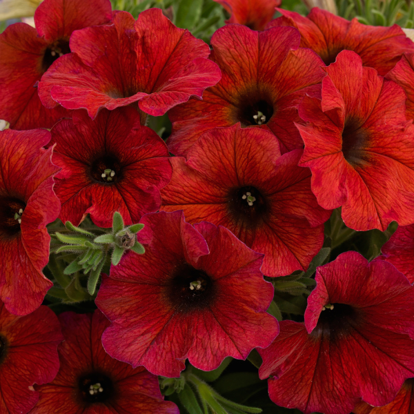 Petunia-Calibrachoa Cross