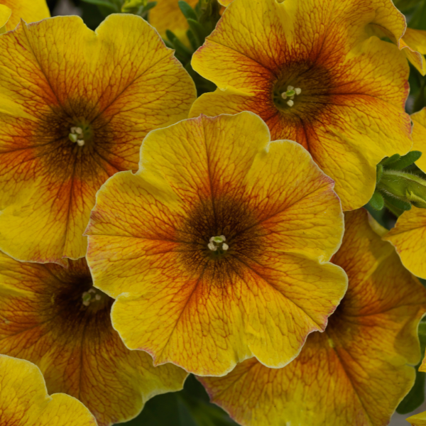 Petchoa hybrida 'SuperCal Premium Caramel Yellow'