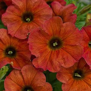 Petunia-Calibrachoa Cross