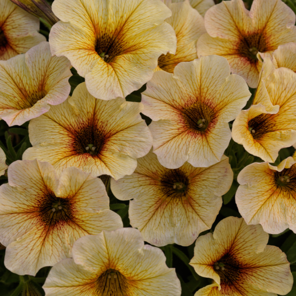 Petunia-Calibrachoa Cross