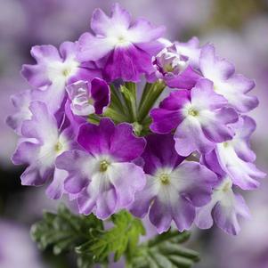 Verbena hybrida 'Lanai Compact Twister Purple'