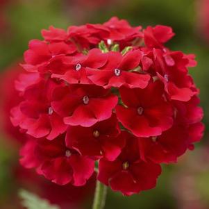 Verbena hybrida 'Lanai Scarlet'