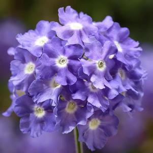 Verbena hybrida 'Lanai Sky Blue'