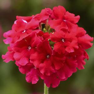 Verbena hybrida 'Lanai Strawberry'