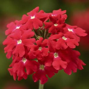 Verbena hybrida 'Lanai Upright Scarlet Imp'