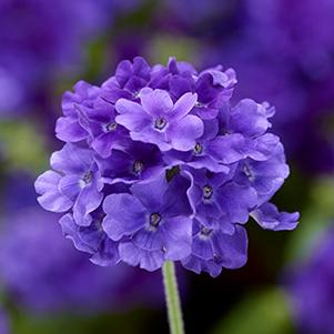 Verbena hybrida 'Lanai Upright True Blue'