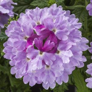 Verbena hybrida 'Lanai Upright Twister Watercolor'