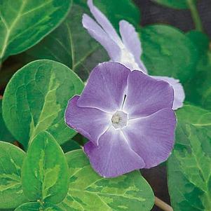 Vinca major 'Maculata'