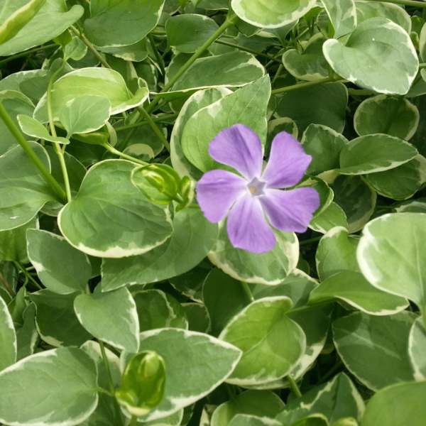 Vinca major 'Variegata'