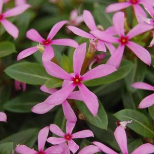 Vinca catharanthus roseus 'Soiree Kawaii Light Purple'