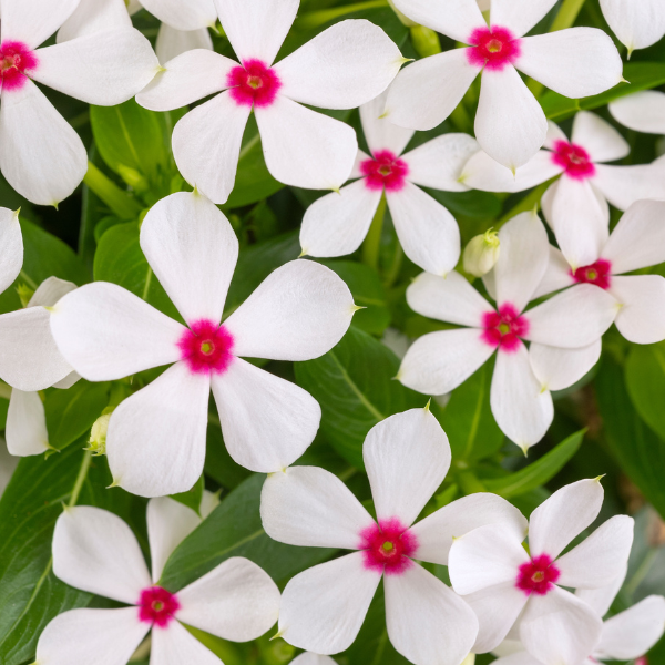 Vinca catharanthus roseus 'Soiree Kawaii White Peppermint'