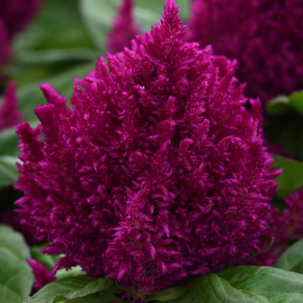 Celosia plumosa 'First Flame Purple'