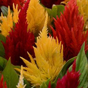 Celosia plumosa 'First Flame Mix'