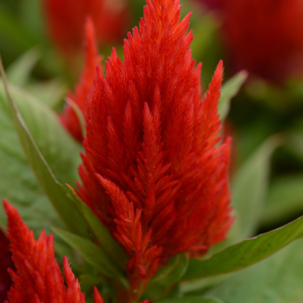 Celosia plumosa 'First Flame Scarlet'