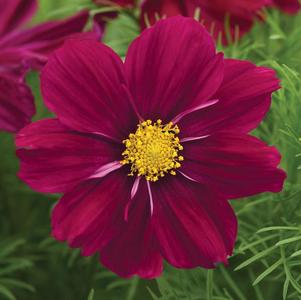 Cosmos bipinnatus 'Sonata Purple Shades'