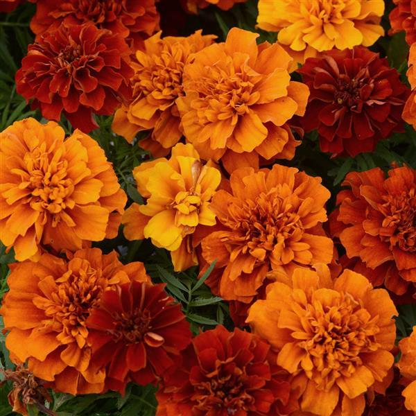 Marigold tagetes patula 'Fireball'