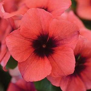 Vinca catharanthus roseus 'Tattoo Papaya'