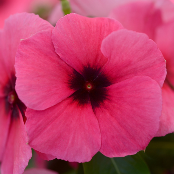 Vinca catharanthus roseus 'Tatoo Raspberry'