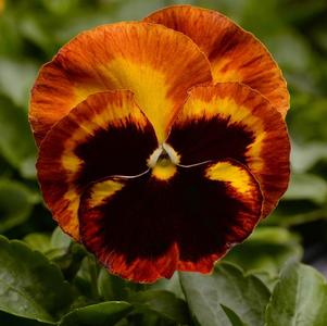 Pansy viola x wittrockiana 'Matrix Solar Flare'