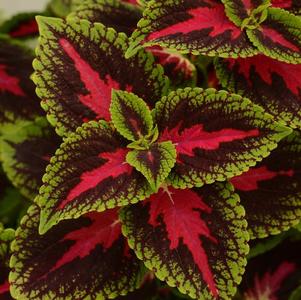 Coleus scutellarioides 'French Quarter'